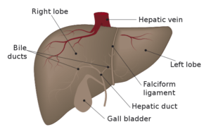 function of the liver