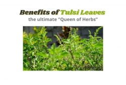 Benefits of Tulsi Leaves