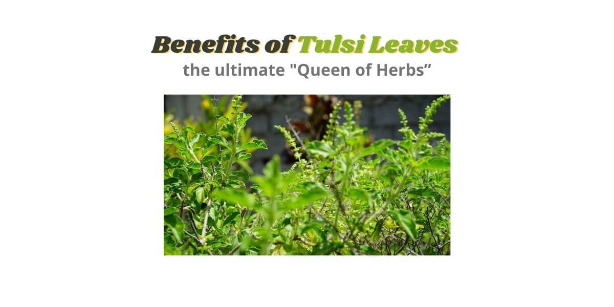 Benefits of Tulsi Leaves