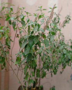 Benefits of Tulsi Leaves 