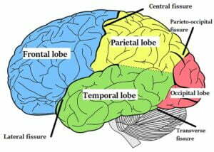 Function of the brain 