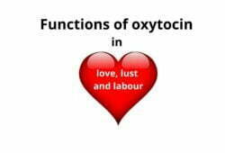 Functions of oxytocin