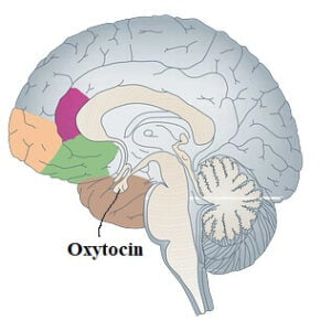 functions of oxytocin 