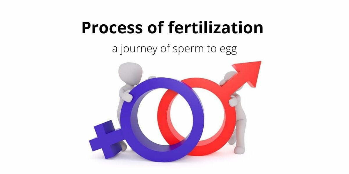 Process of fertilization