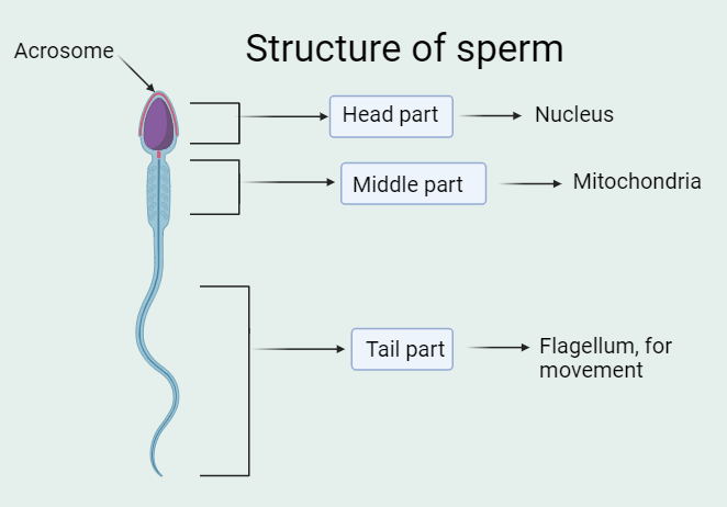 describe the process of fertilization in human beings