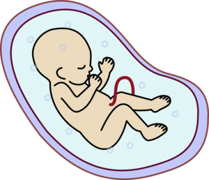 development of the embryo