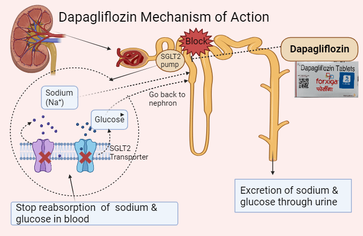Dapagliflozin mechanism of action