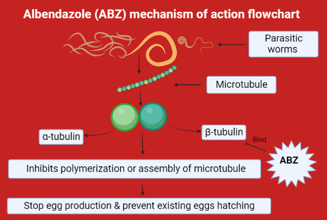 Albendazole mechanism of action 
