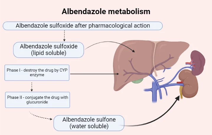 Albendazole mechanism of action