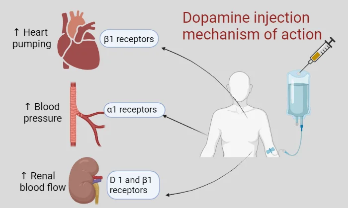 Dopamine Injection Uses 