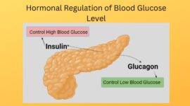 Hormonal Regulation of Blood Glucose Level
