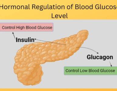 Hormonal Regulation of Blood Glucose Level