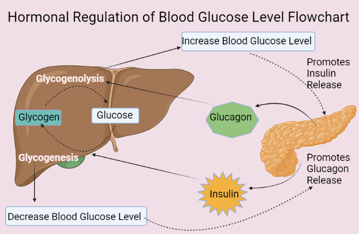 Hormonal Regulation of Blood Glucose Level 